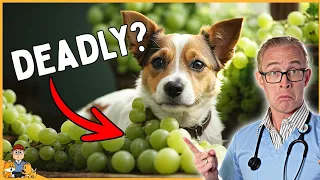 The grape poisoning myth (do they really kill dogs?)