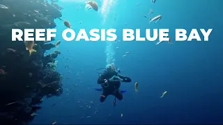 Scuba Diving with Reef Oasis Dive Club in Reef Oasis Blue Bay Resort & Spa Sharm el Sheikh, Egypt