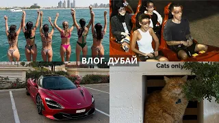 Мы переехали в Дубаи? Ferrari World или WaterPark? Цены и многое другое.