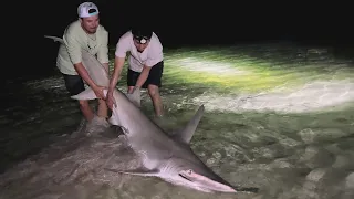 GIANT Hammerhead Caught on Bridge!