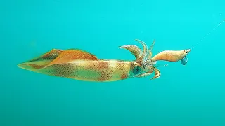 Best squid fishing I have ever seen! (catch & clean)