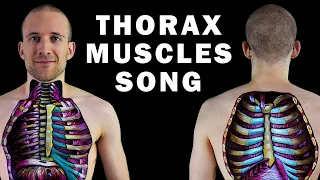 THE THORAX MUSCLE SONG