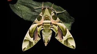 Life cycle of Oleander hawk moth or army green moth - Daphnis nerii  – Nicosia, Cyprus 6 - 7/2023