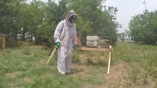 Attempting to Calm Down an Aggressive Africanized Bee Colony