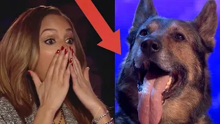 Most SHOCKING ANIMAL Acts Ever - Got Talent