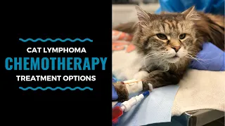 Cat Lymphoma Chemotherapy Treatment Options: Vlog 100