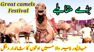 Great camels The great festival of saraiki wasib expressing the happiness of the people LaaNG tv