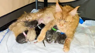 MAINE COON MELISSA GIVES BIRTH / Sleepless night with a cat