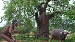 The Hadza Made it Again With The BIGGEST Antelope