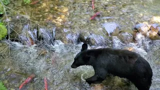 Bear Catches Spawning Salmon | IrnieracingNews - Kokanee Prov. Park