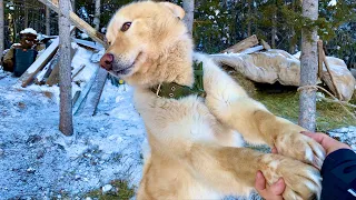 Никогда такого не было и вот опять (30 лет одиночества 65 серия)