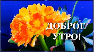 Доброе утро! Пусть у вас  все будет добрым - И утро, и настроение, и здоровье!💌🌺🌺🌺