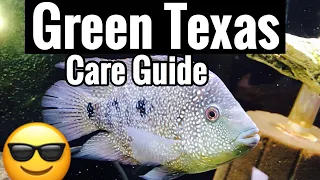 Carpintis Green Texas Cichlid Care - Size & Aggression