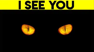 Can Cats Really See In The Dark? (Cat Vision Vs Human Vision)