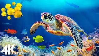 [NEW] 11HOURS of 4K Underwater Wonders + Relaxing Music - Coral Reefs & Colorful Sea Life in UHD