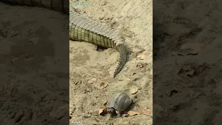 Turtle Crossed a difficult Hurdle, Crocodile (Gharial) didn't Like It, India.