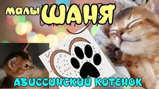 Абиссинский котенок Шанти. Abyssinian kitten Shanti.