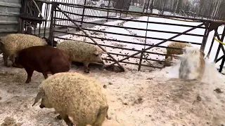 Венгерская мангалица сможем ли дюрок вырости на таком же корму как мангалица