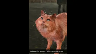 BALDURS GATE 3 САМАЯ МИЛАЯ ОЗВУЧКА КОТА!!