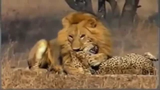 BIG CATS VS BIG Deadliest Fights   Tiger Jaguar Cheetah Lions Attacks   YouTube 360p