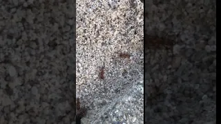 Active Ants in Virginia Beach