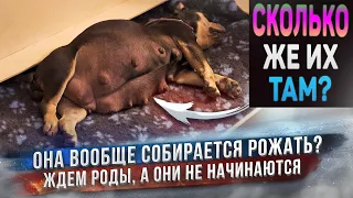 Никак не начинаются роды у собаки...⏳ Начинаем переживать!😲