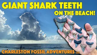 We Found GIANT Shark Teeth on the Beach! | Charleston Fossil Adventures