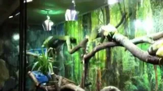 My new Terrarium for my green iguanas