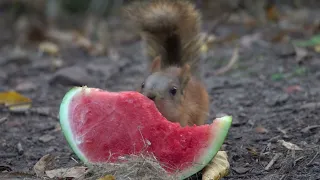 Бельчата едят арбуз / Little squirrels baby eat watermelon