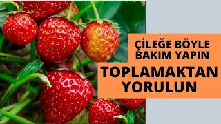 ÇİLEKLERİ BÖYLE YETİŞTİRİN VERİME DOYMAYIN I çilek nasıl yetiştirilir #çilekyetiştiriciliği