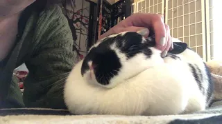 Chubby Bunny Purring | Sweet Pet Rabbit | Bunny Mouf + Dewlap