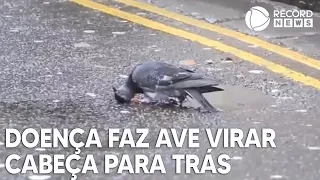 "Pombo zumbi": doença misteriosa faz ave virar cabeça para trás