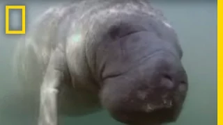 We Put a Camera on a Manatee’s Peduncle | National Geographic