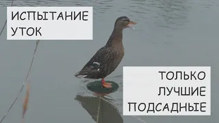 НИЖЕГОРОДСКАЯ ПОДСАДНАЯ