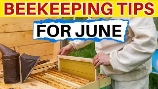 Beekeeping: How To Manage Your Bees In June