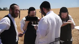 A Unique Harvest Experience - Kosher Wheat