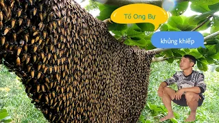 #900. 23h ĐÊM KHUYA 9 Người Đến Chơi Rủ Đi Hốt 2 Tổ Ong.Go to work at 11 pm Invited to collect bees