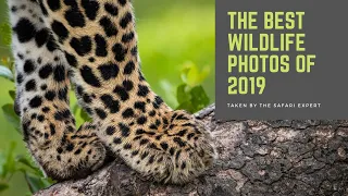 The best wildlife photographs of 2019! - The Safari Expert shares his favourite photos from 2019