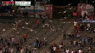 ARI@SF: A swarm of seagulls invade AT&T Park