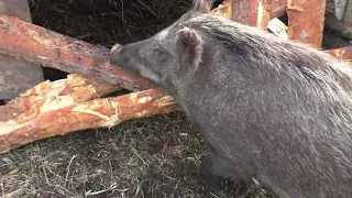 Кабанихи решили сожрать жениха