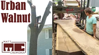 Urban Walnut Tree Removal and Slabbing