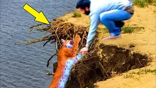 A man saved a lynx on a cliff, and then something shocking happened!