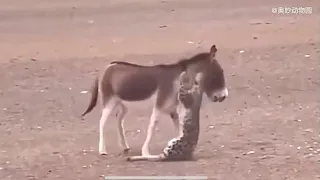 Big Tibetan wild donkey Equus kiang is fighting a leopard!!!!!!😱🤯😶‍🌫️西藏野驴