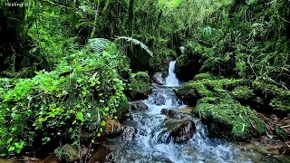 Gentle water stream flowing in the forest, beautiful birdsong, calm the mind, positive vibes