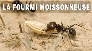 MESSOR BARBARUS - La Fourmi Moissonneuse - FICHE D'ELEVAGE