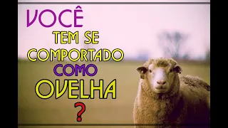 VOCE TEM SE COMPORTADO COMO OVELHA?  03 LIÇÕES QUE AS OVELHAS NOS ENSINAM