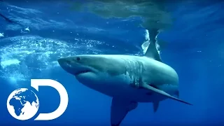 How To Measure a Great White Shark | Island of the Mega Shark