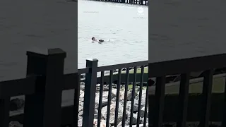 Man dives into Hudson River to save dog struggling off Hoboken, New Jersey