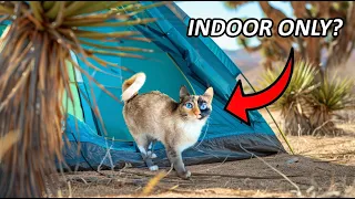 Indoor Cat's First Camping Trip