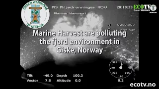 Marine Harvest pollutes the fjord outside Giske island in Norway